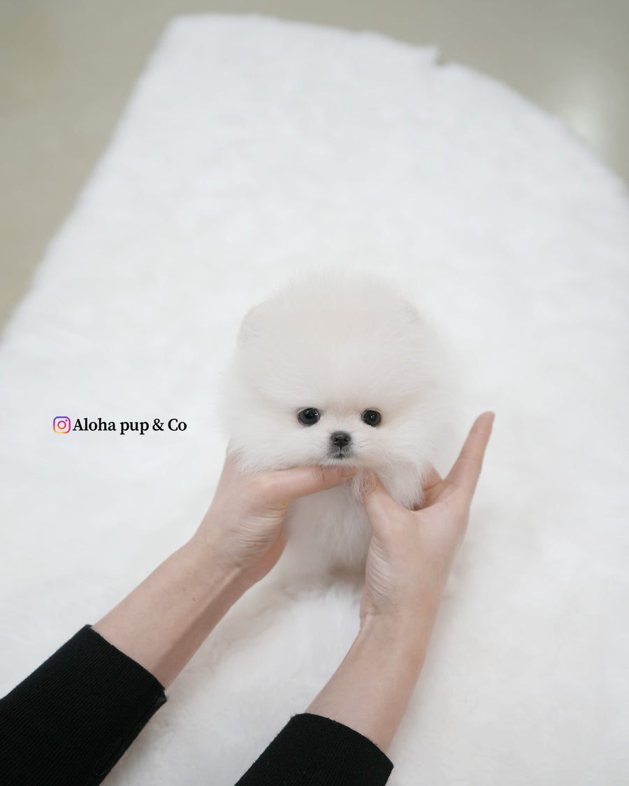 Snowy [TEACUP POMERANIAN]