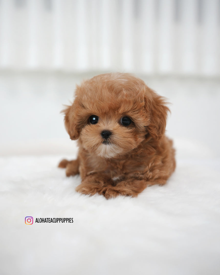 Ivo [TEACUP MALTIPOO]