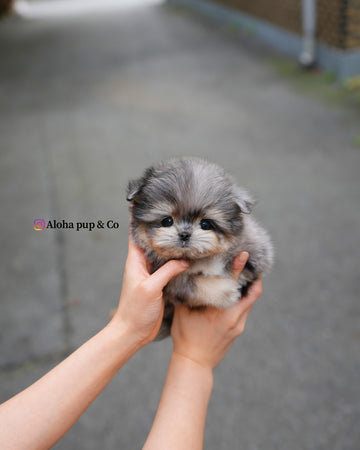 Hugo [TEACUP Maltipom]