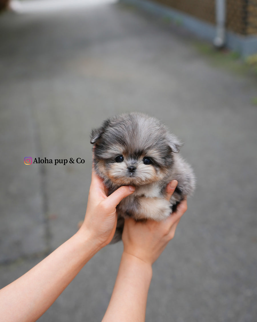 Hugo [TEACUP Maltipom]