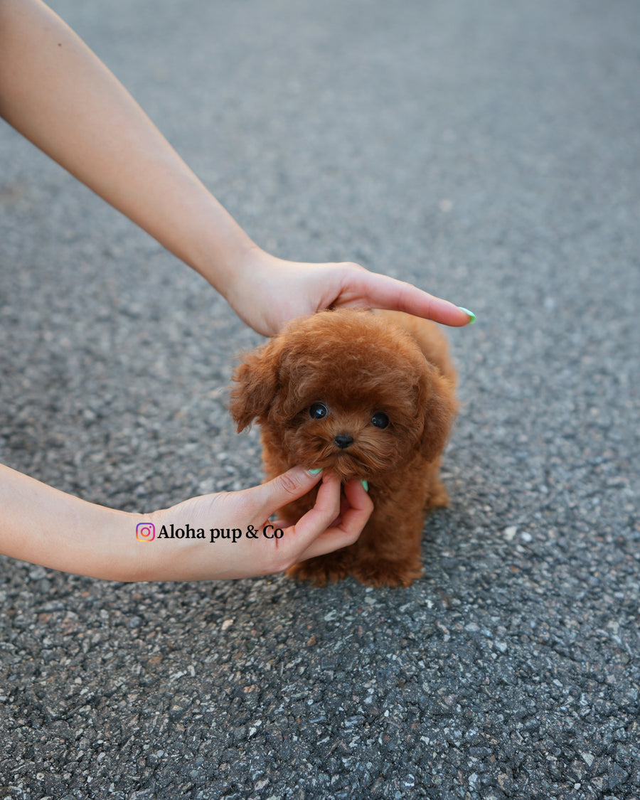 Kun [TEACUP POODLE]
