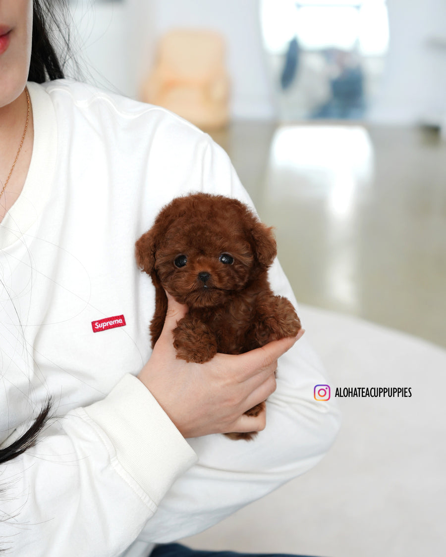 kitkat [TEACUP POODLE]
