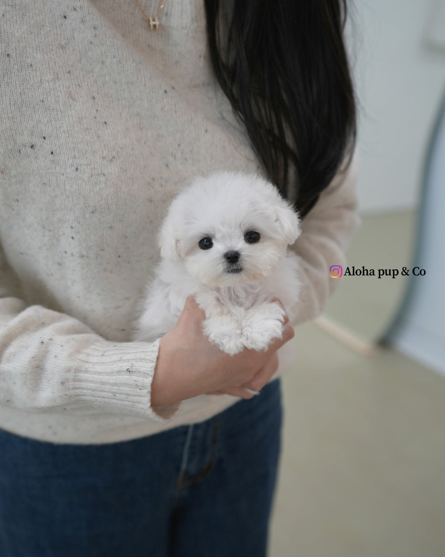 Pippo [TEACUP BICHON]