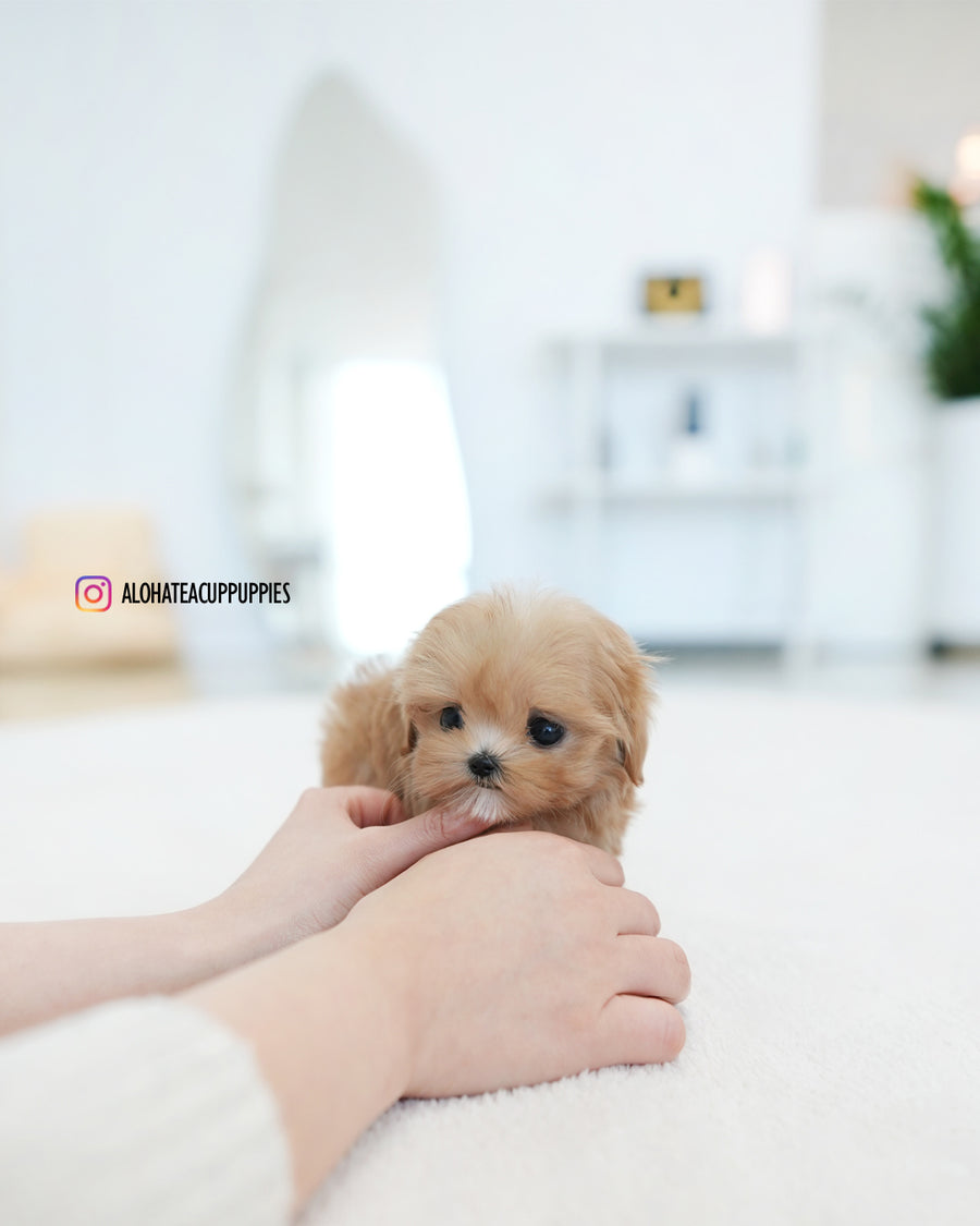 Tippy [TEACUP MALTIPOO]