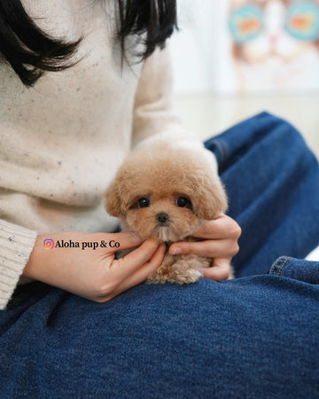 Waffle [TEACUP POODLE]