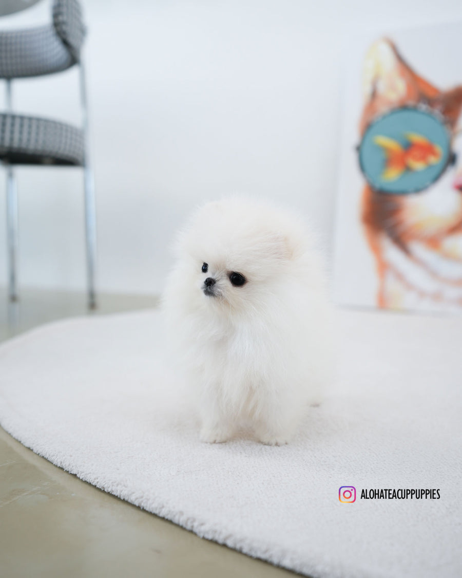 Milk [TEACUP POMERANIAN]