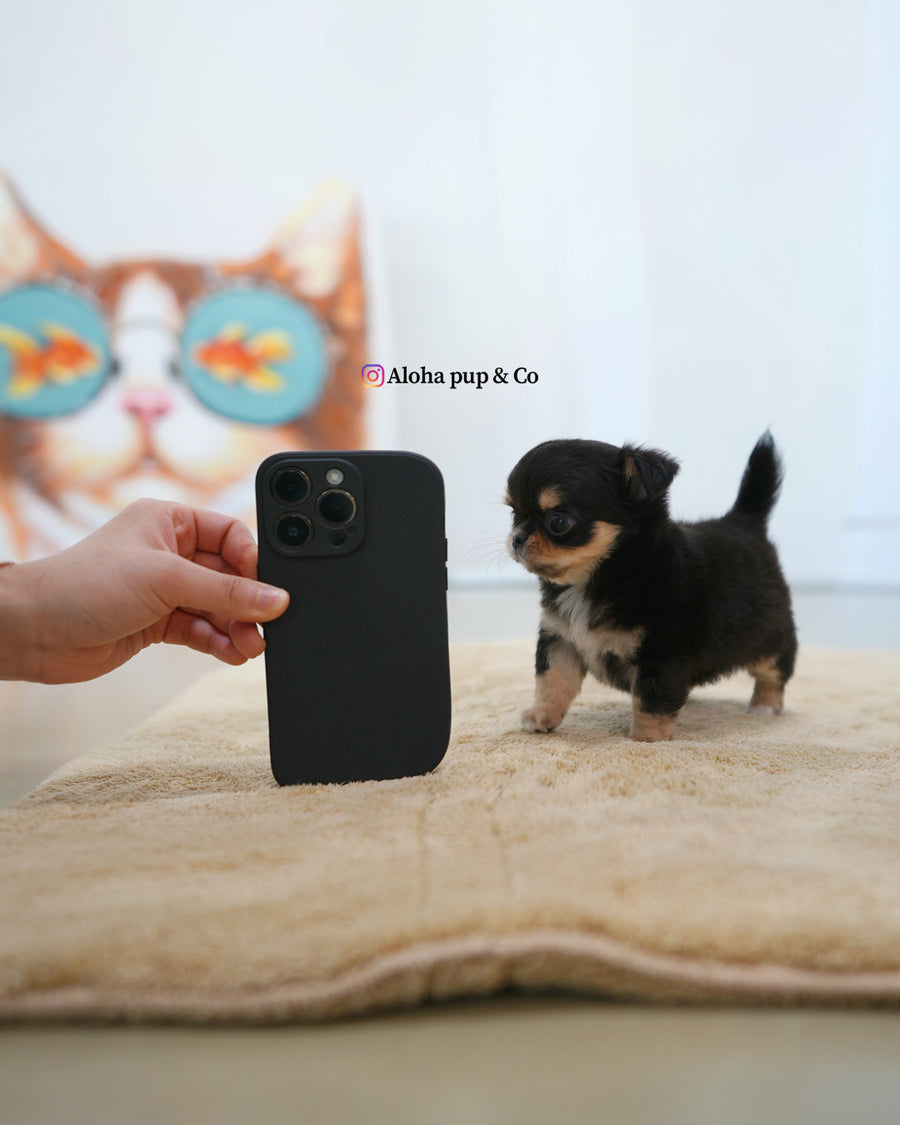 Dotty [TEACUP CHIHUAHUA]