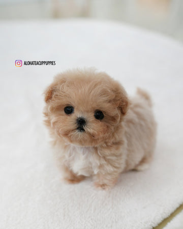 Ciel [TEACUP MALTIPOO]