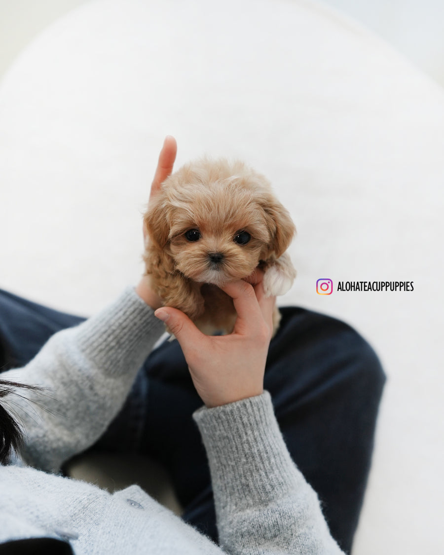 Waffle [TEACUP MALTIPOO]