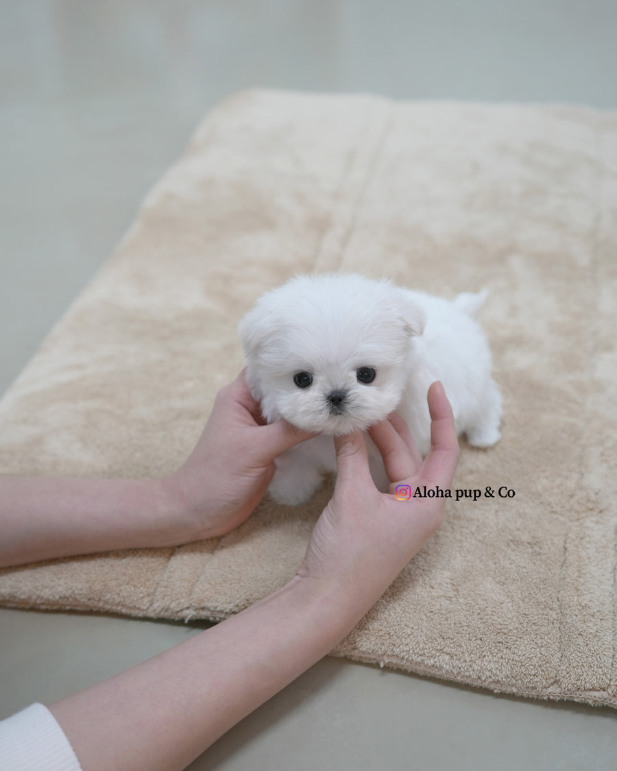 Terry [TEACUP MALTESE]