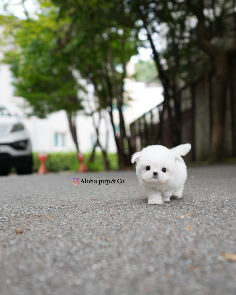 Nico [TEACUP MALTESE]