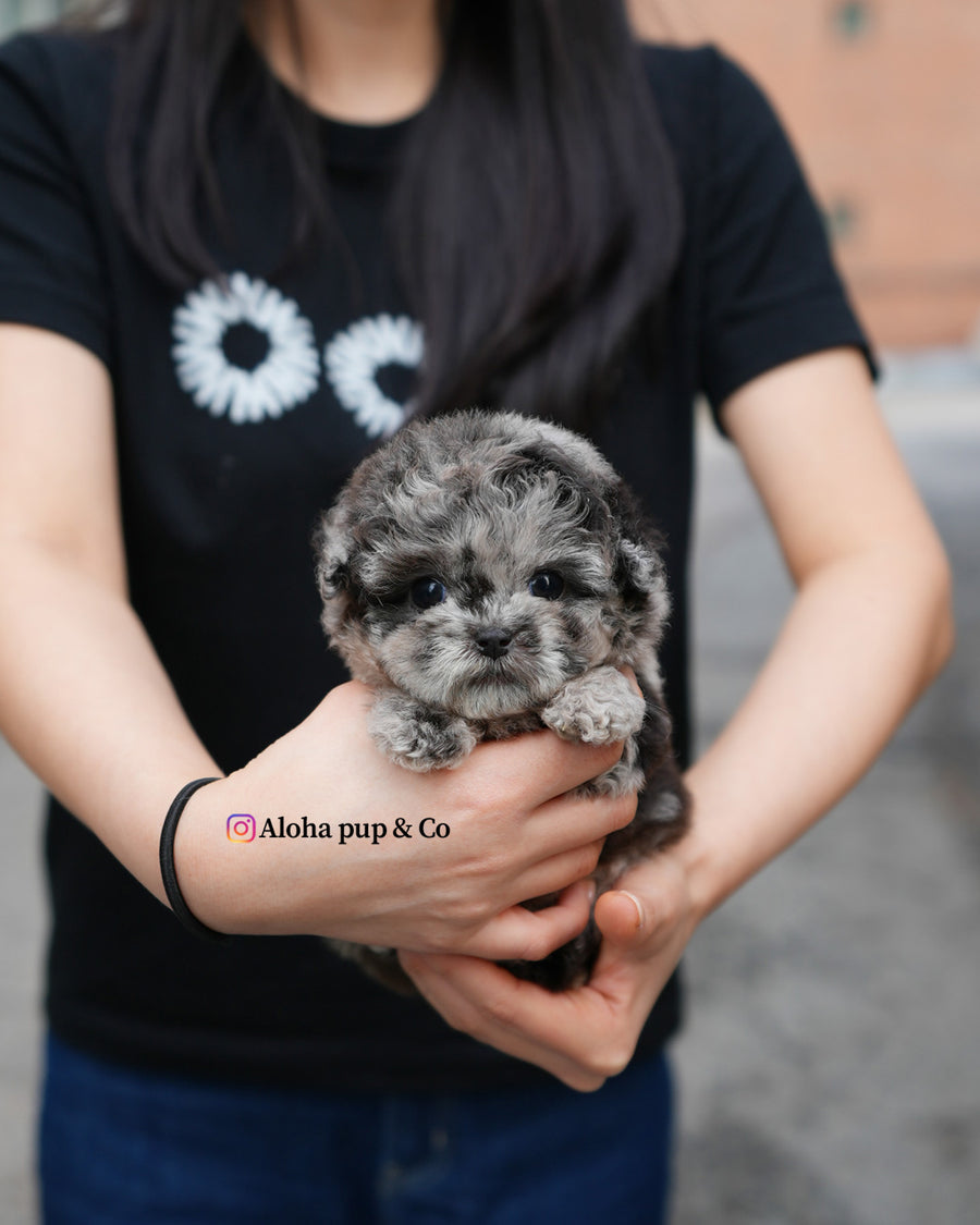 Elle [TEACUP POODLE]