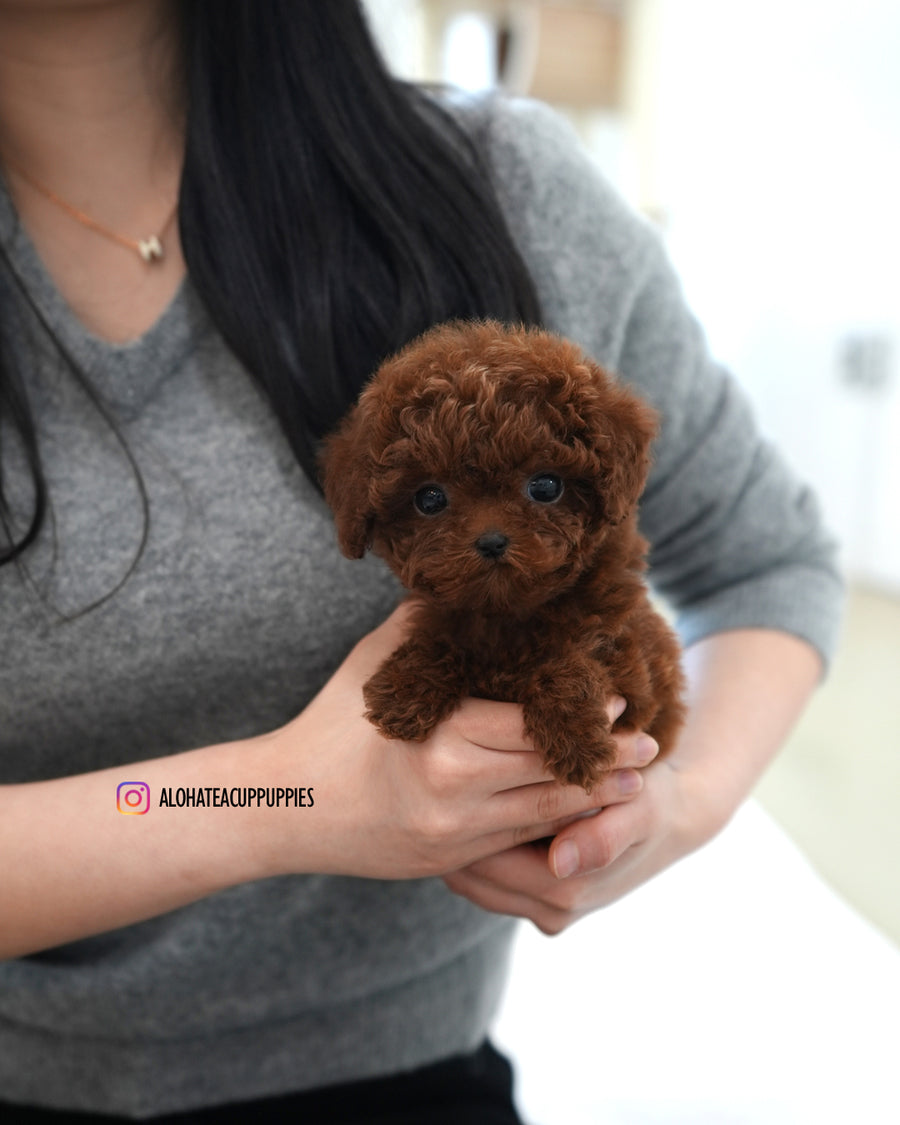 Max [TEACUP POODLE]