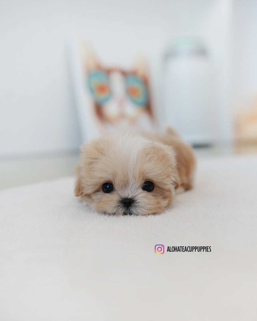 Latte [TEACUP MALTIPOO]