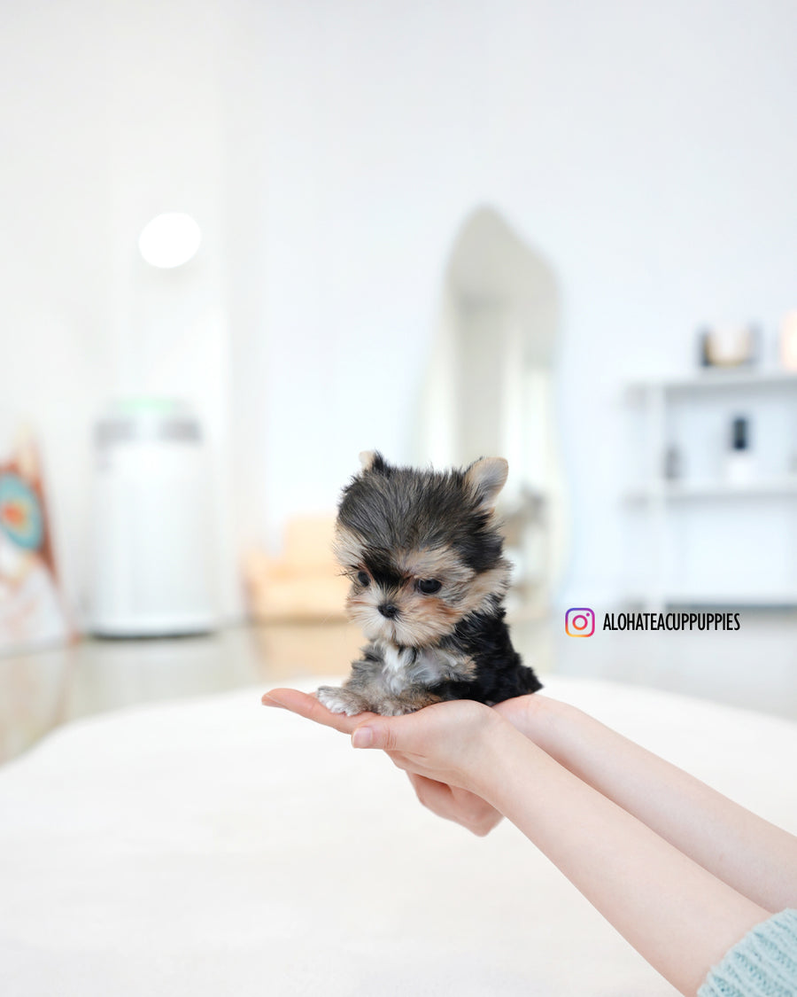 Mac [Teacup YORKIE]