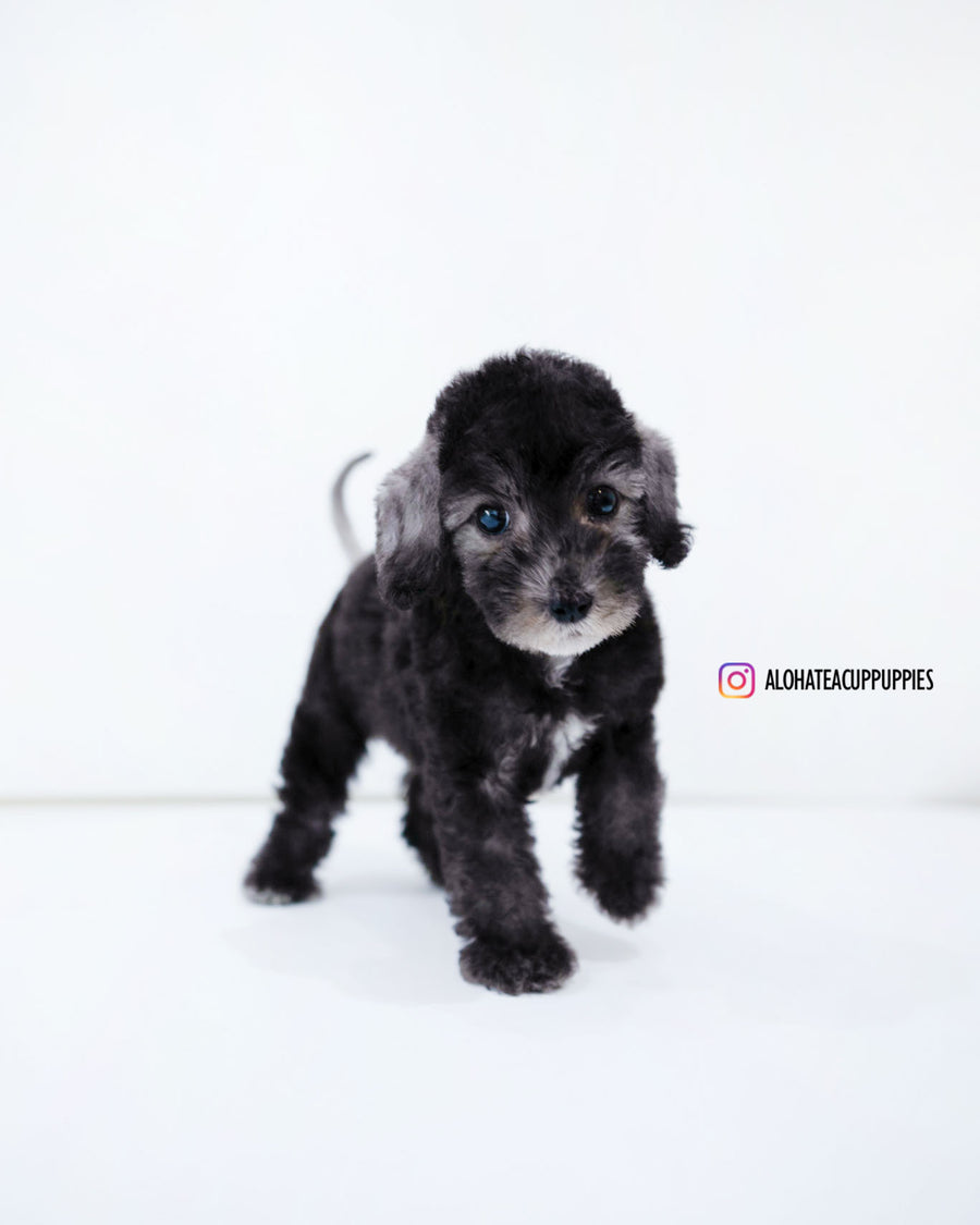 Ring [Mini Bedlington Terrier]