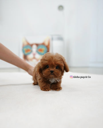 Lenny [TEACUP MALTIPOO]