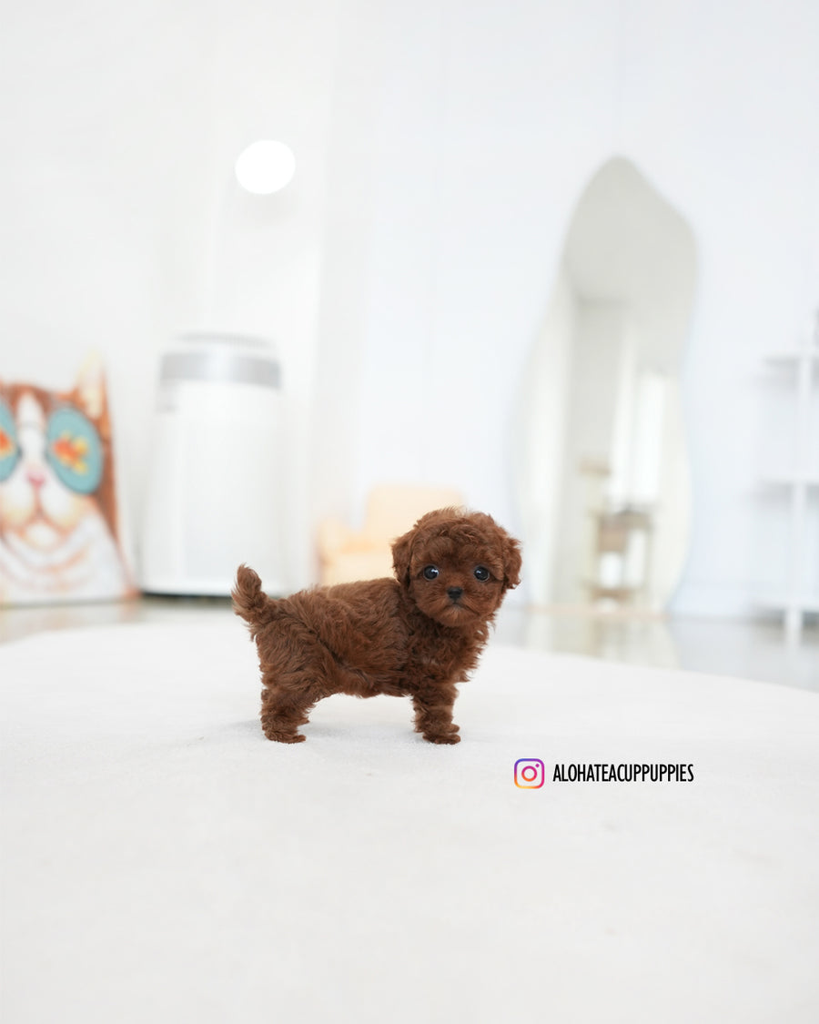 Dara [TEACUP POODLE]