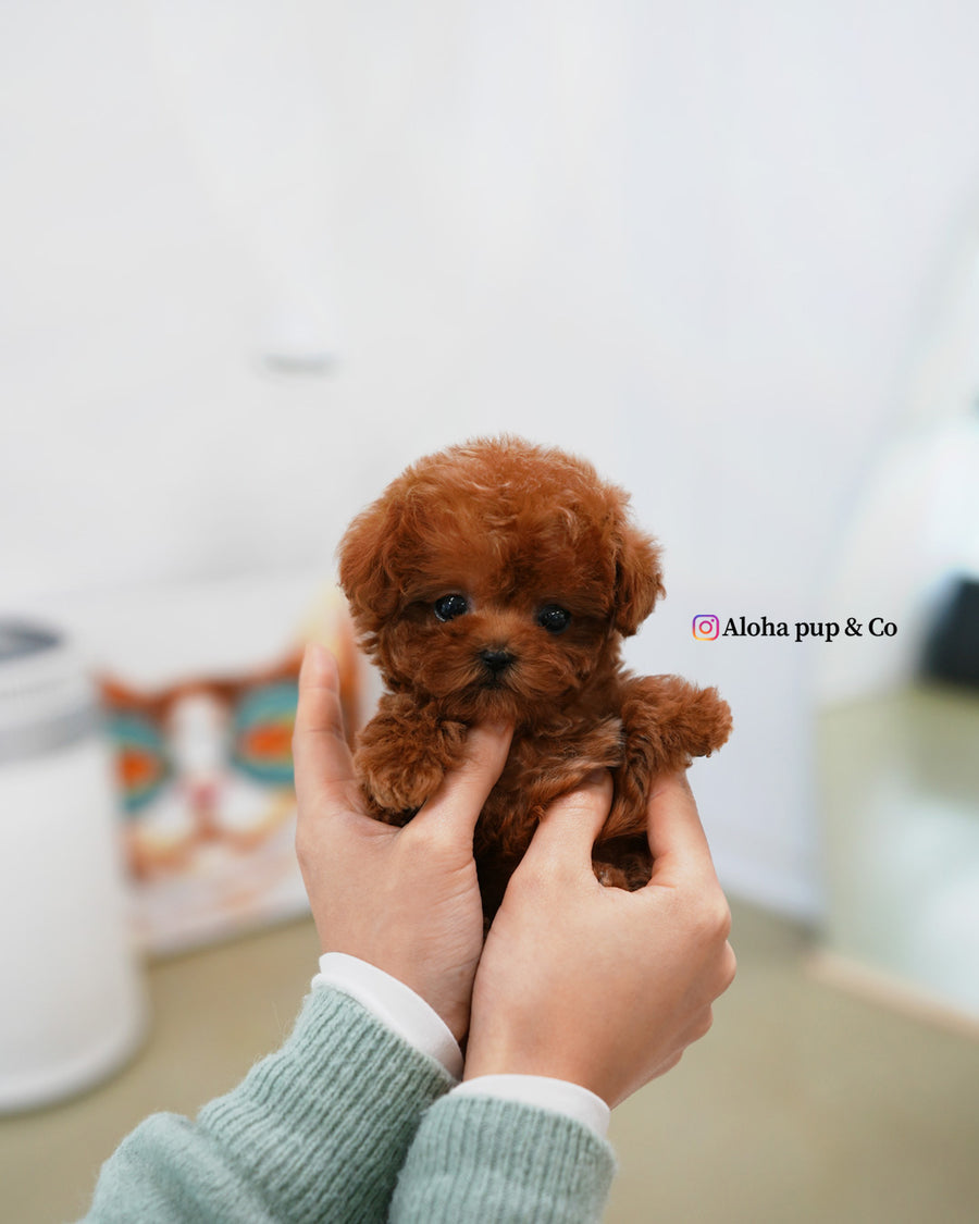 Jovi [TEACUP MALTIPOO]