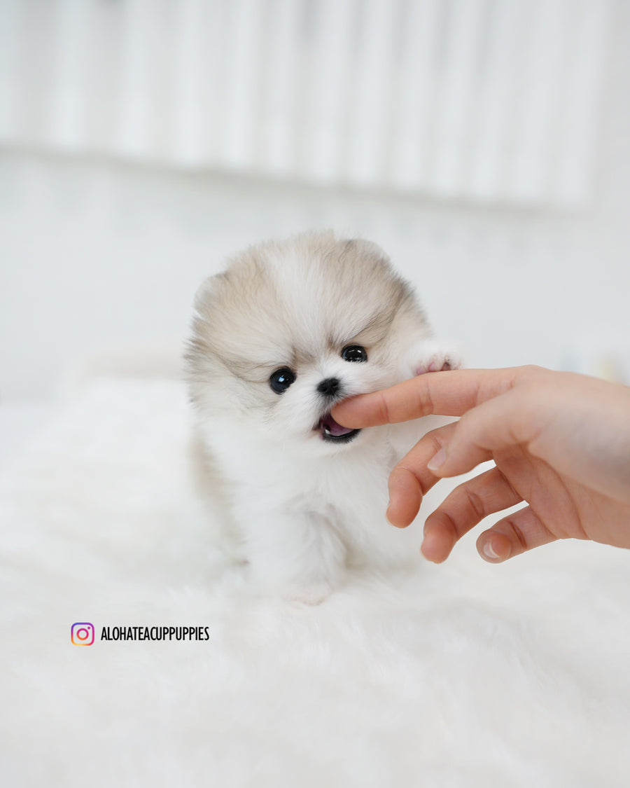 Flora [TEACUP POMERANIAN]