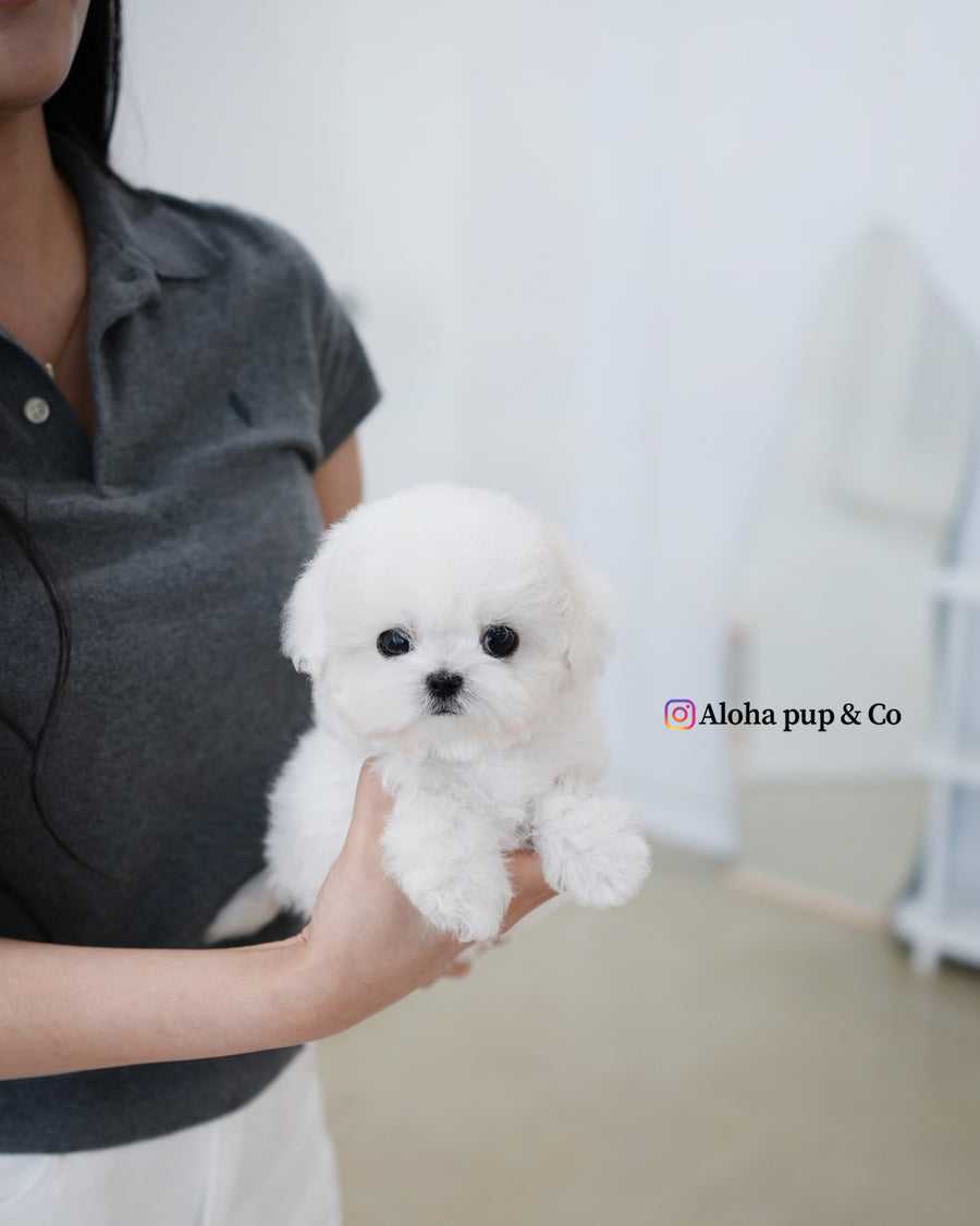 Fifi [TEACUP BICHON]
