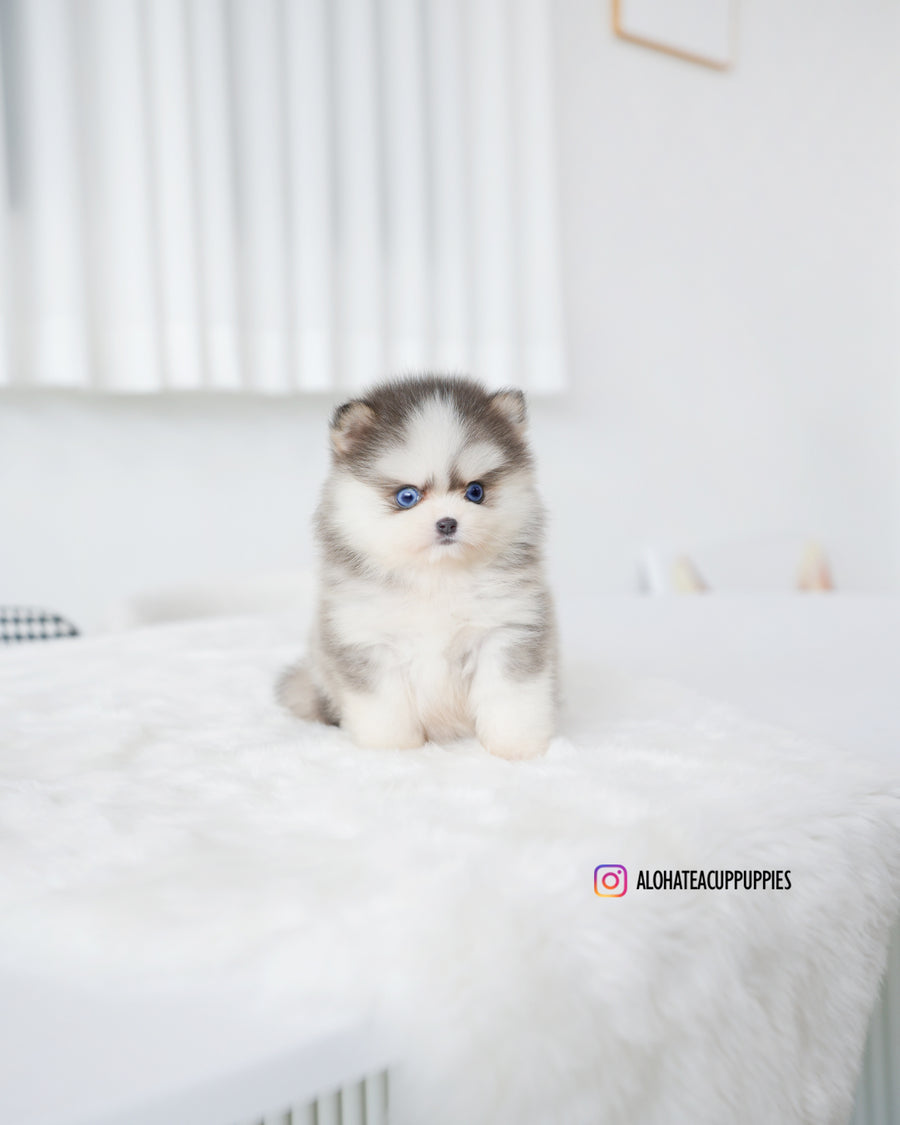 Elsa [TEACUP POMSKY]