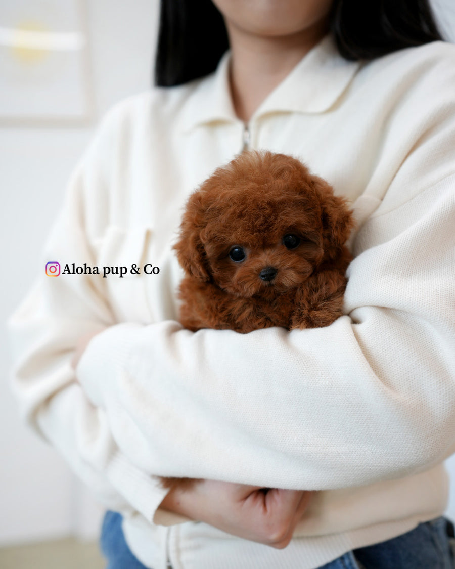 Cindy [TEACUP POODLE]
