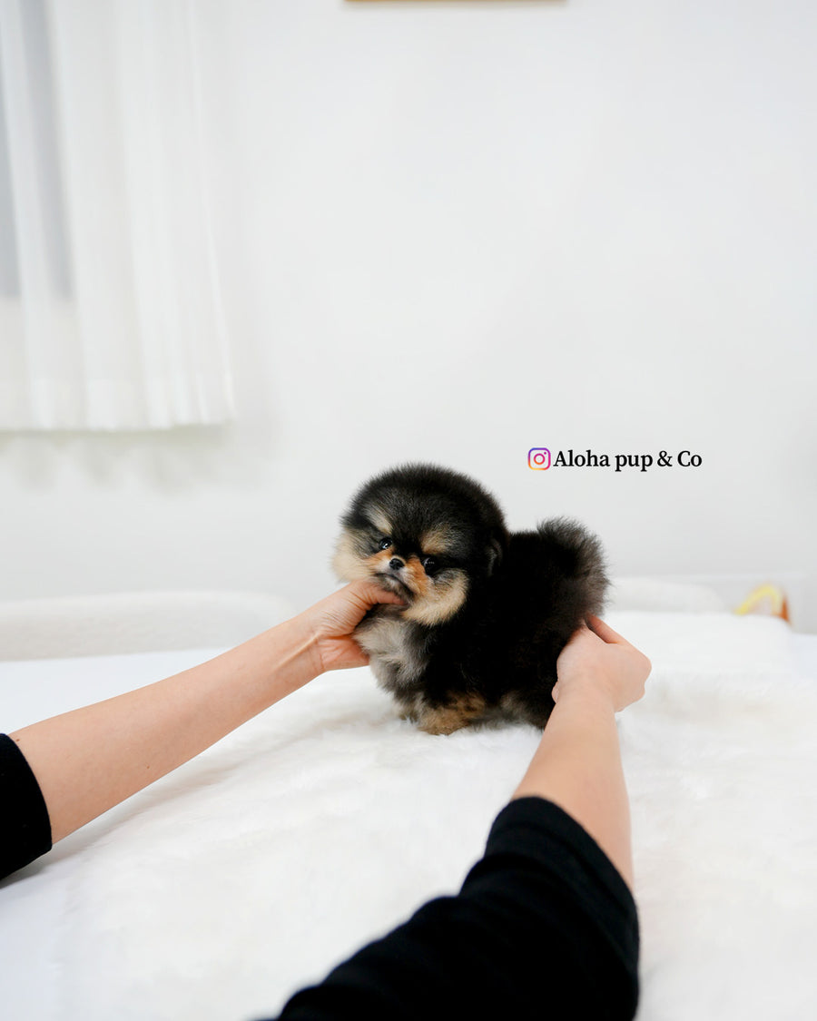 Dolce [TEACUP POMERANIAN]