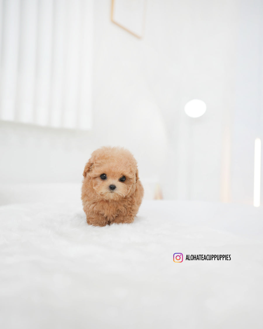 Evelyn [TEACUP POODLE]