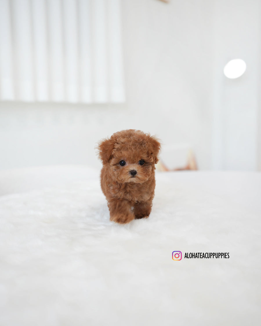 Kiel [TEACUP POODLE]