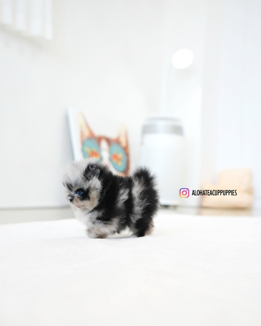 Benny [TEACUP POMERANIAN]