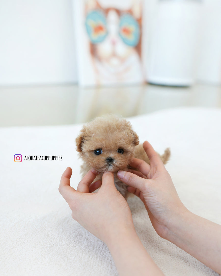 Ken [TEACUP MALTIPOO]