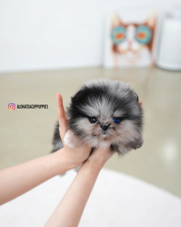 Felix [TEACUP POMERANIAN]