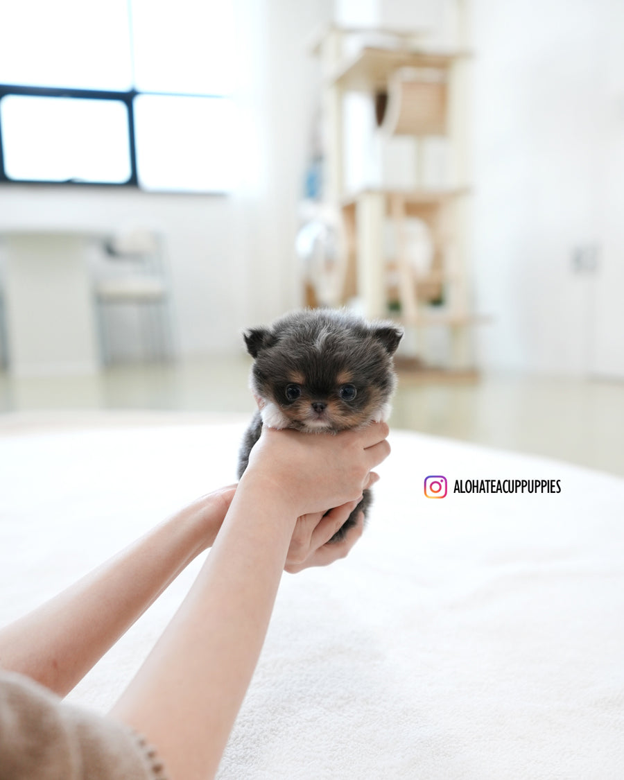 Kenzo [TEACUP Chihuahua]