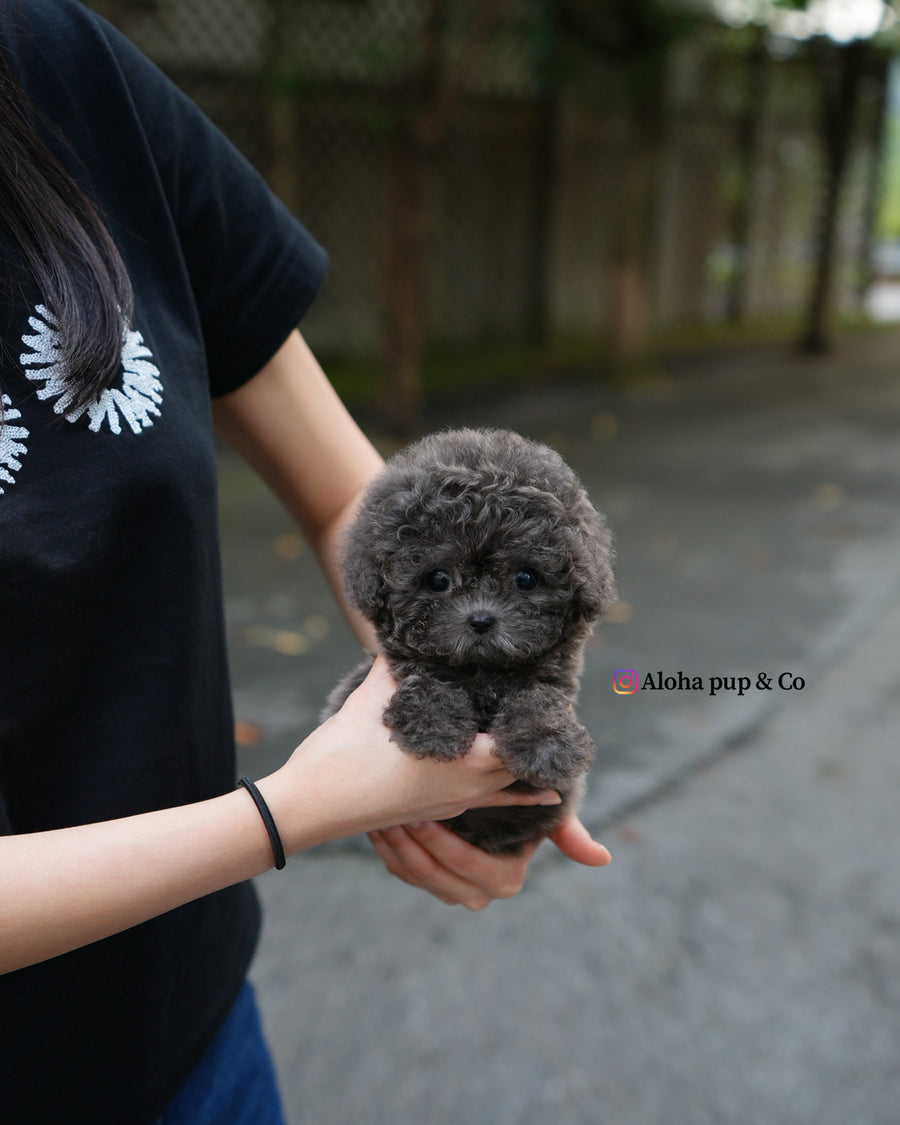 Ivy [TEACUP POODLE]
