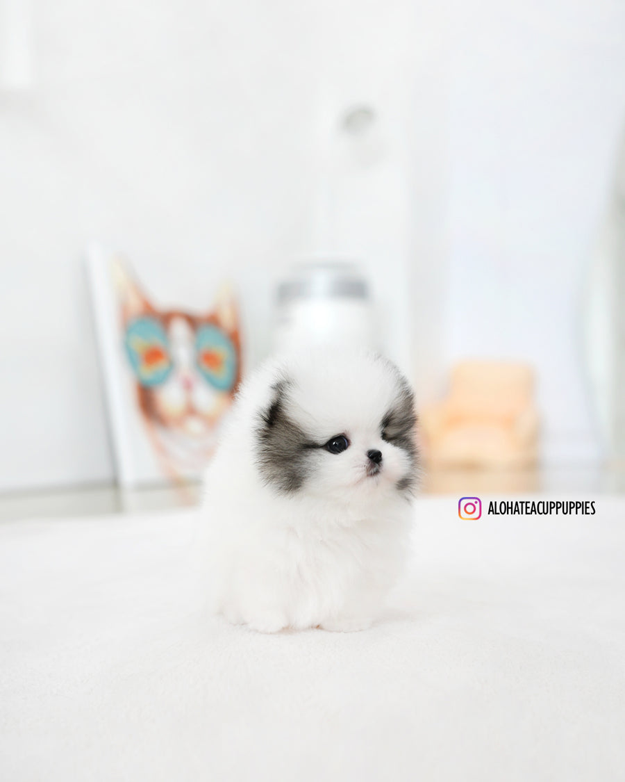 Lanvin [TEACUP POMERANIAN]