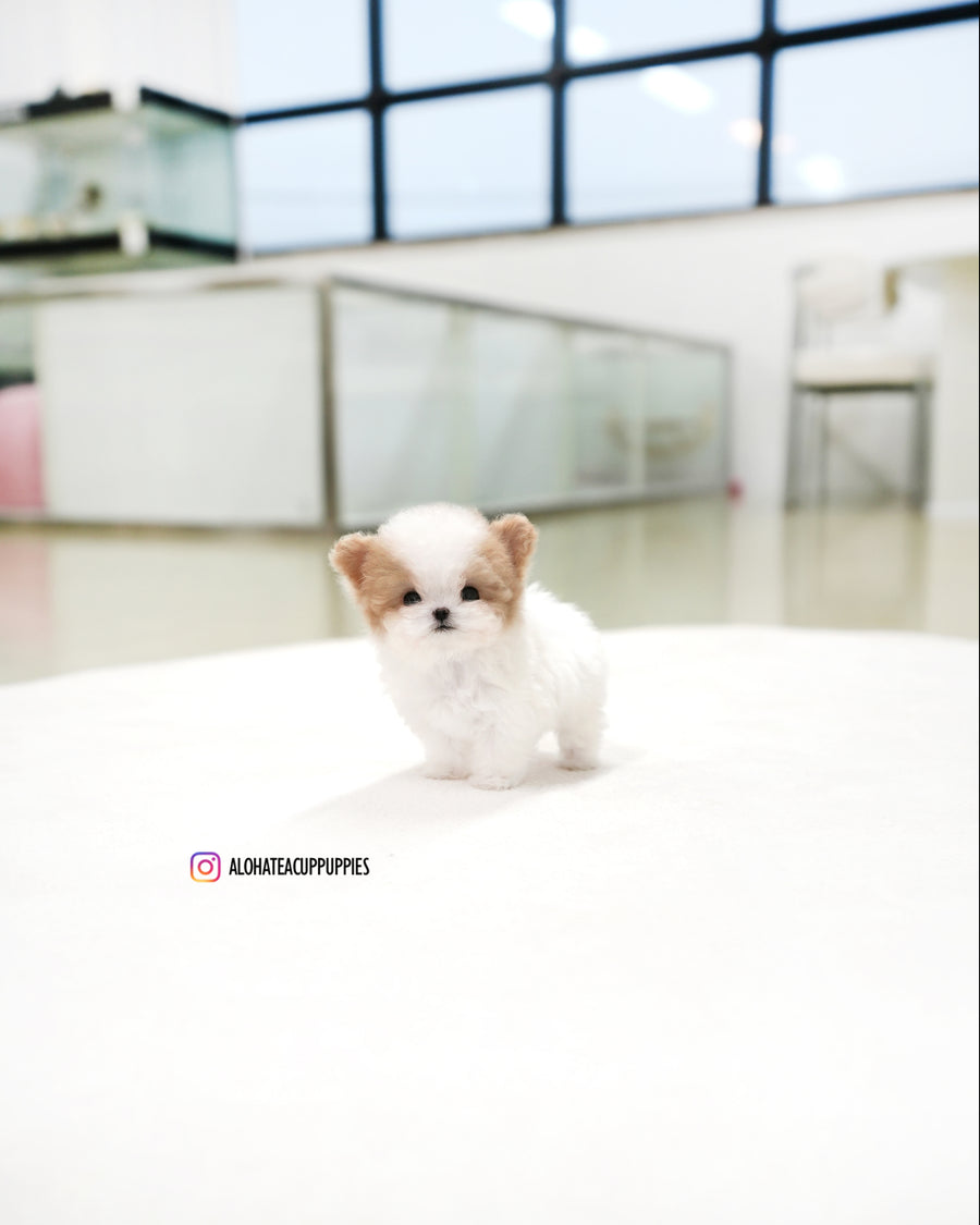 Loewe [TEACUP MALTIPOO]