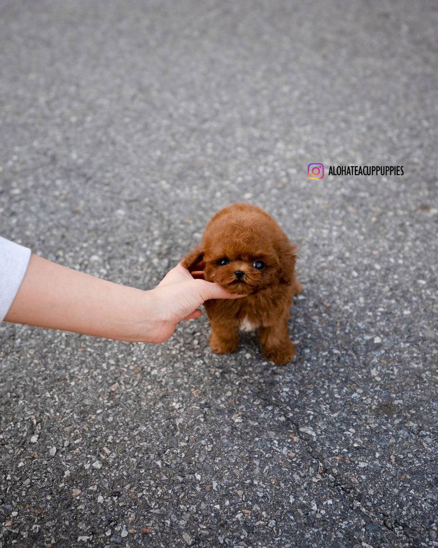 Koen [TEACUP POODLE]