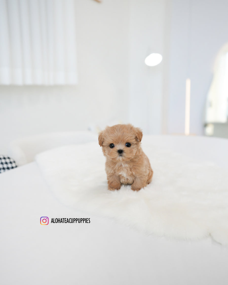 Muffin [TEACUP MALTIPOO]