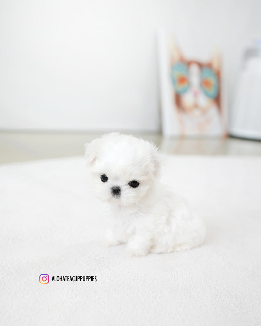 Honey [TEACUP MALTESE]