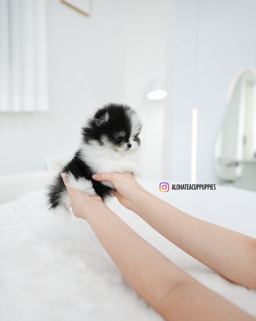 Linda [TEACUP POMERANIAN]