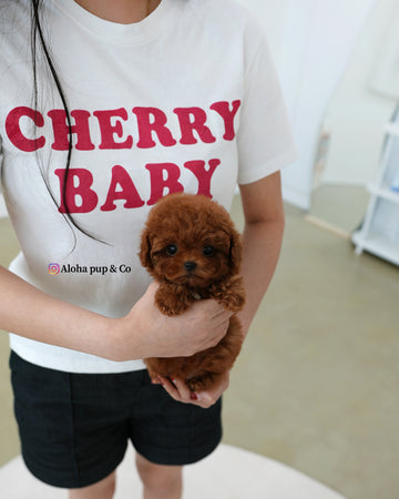 Hani [TEACUP POODLE]
