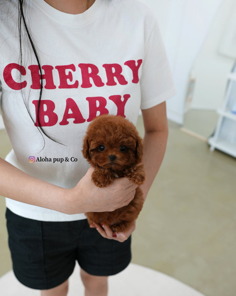 Hani [TEACUP POODLE]