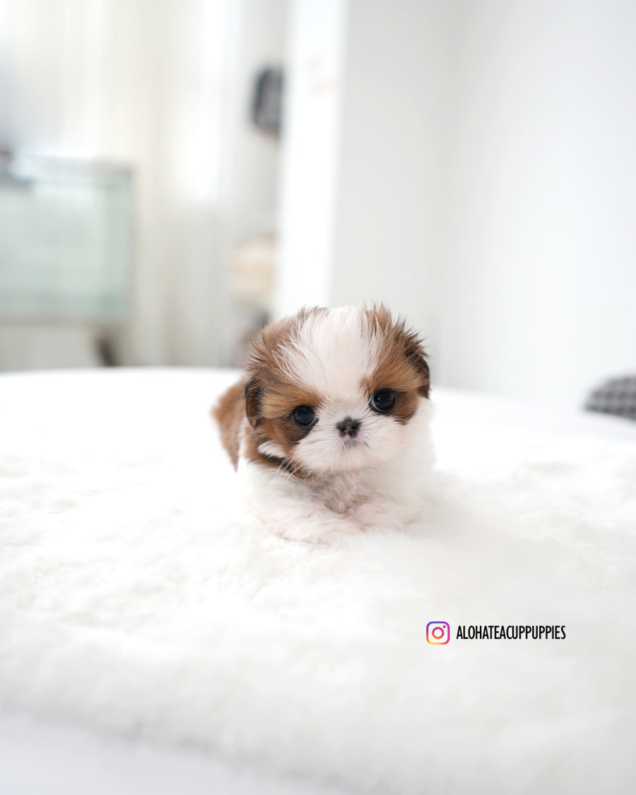 Hush [Mini SHIHTZU]