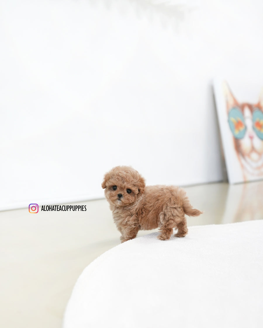 Jelly [TEACUP MALTIPOO]