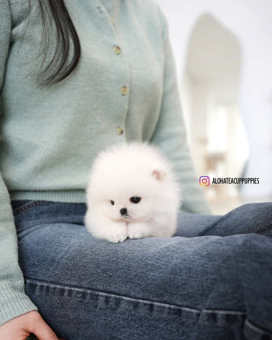 Mori [TEACUP POMERANIAN]