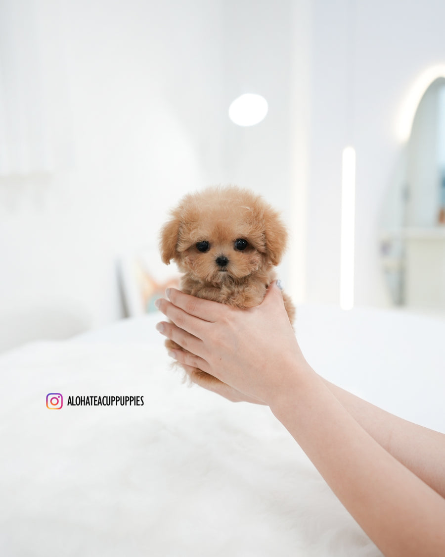 Jerry [TEACUP POODLE]