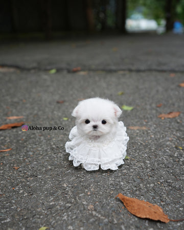 Helen [TEACUP MALTESE]