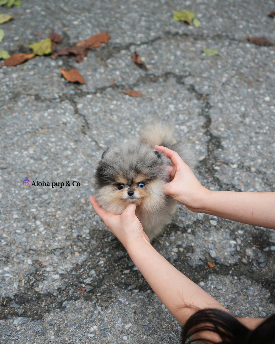 Lucian [TEACUP POMERANIAN]