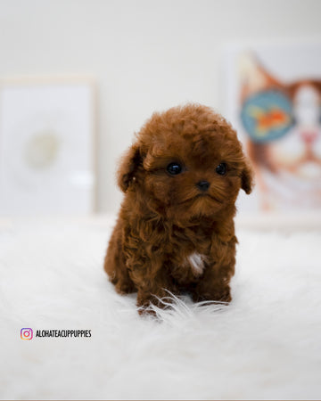 Reve [TEACUP POODLE]